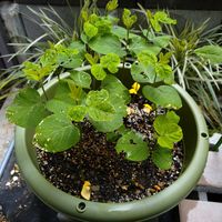 枝豆,ガーデニング,プランター栽培,虫被害,無農薬野菜の画像