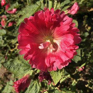 タチアオイ,地植え,花のある暮らし,おでかけ先の画像