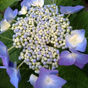 紫陽花,アジサイ 隅田の花火,紫陽花　オーロラレッド,地植え,ガーデニングの画像