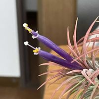チランジア,イオナンタ,イオナンタ ルブラ,チランジアイオナンタ,開花♪の画像