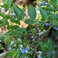 アロエ,ブルベリー,蕾♡,梅雨に負けない,長寿ですの画像