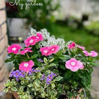 寄せ植え,頑張って,癒しのお花,ありがとうの花❣️の画像