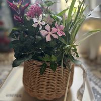 寄せ植え,ガーデニング,カラーリーフ,ベランダの画像