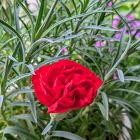 ダイアンサス,赤いカーネーション,鉢植え,花のある暮らし,緑のある暮らしの画像