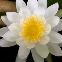 スイレン,玄関先,里山暮らしの画像