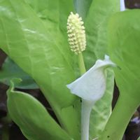 ミズバショウ,ミズバショウ,水生植物,白い花,サトイモ 科の画像