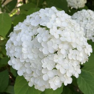 アナベル,地植え,白い花,大好きな花,おうち園芸の画像