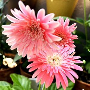 トマト,小玉すいか,ズッキーニ,ヤングコーン♪,マジェスティック ライトピンクの画像