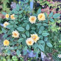 マーガレット,イトバハルシャギク,ミニ薔薇,花のある暮らし,緑のある暮らしの画像
