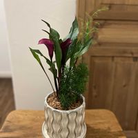 カリフォルニアカラー　トーキョー,アスパラ　ファジーファン,寄せ植え,癒し,今日の一枚の画像