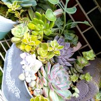 ヒューケラ,マサイの矢尻,マサイの矢尻,多肉植物いろいろ,丸葉万年草の画像