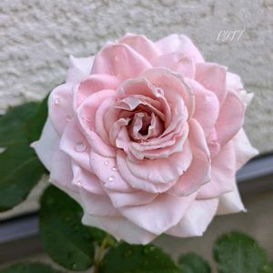 ラプソディー,挿し木,バラ・切り花品種の画像