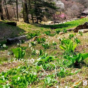 ミズバショウ,植物園,ハンドメイド,雑貨,手作りの画像