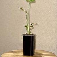 ハイドロカルチャー,半水耕栽培,3Dプリンター鉢,ネガミエル2.5の画像