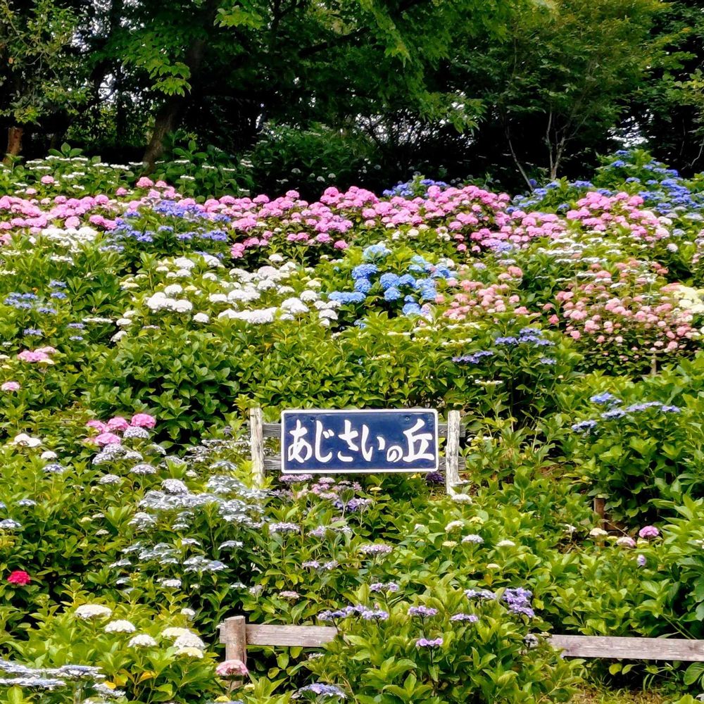 はまのあっこさんの栄区への投稿