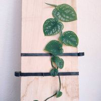 モンステラ・デュビア,ラフィドフォラ・クリプタンサ,観葉植物,インドアグリーン,葉っぱ好きの画像