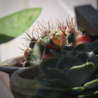 黒法師,紅彩閣,ギムノカリキウム ミハノビッチ,多肉植物,わが家の観葉植物❢の画像