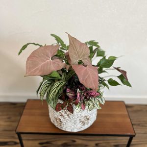 アンスリウム,シンゴニウム,シダ,ヒポエステス,カラテア　エルプティカ　ビッタータの画像