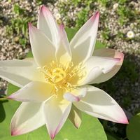 ハス,ハス,マツバボタン,マツバボタン,ポンテデリアの画像