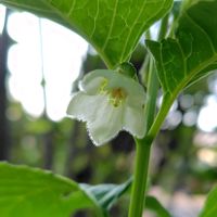 ホオズキ,鬼灯(ほおずき),雨ざらし,花いろいろ,庭の画像