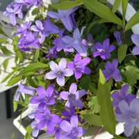 ベルフラワーの画像