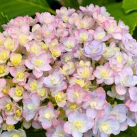 アジサイ,ペチュニア,タフチュニア　シルバーベリー,タフチュニア,お花の画像
