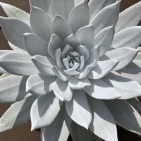 多肉植物,観葉植物,ダドレアの画像