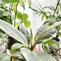 テーブルヤシ,フィカス・ティネケ,ピレア・ペペロミオイデス,観葉植物,新芽の画像