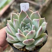 ファントムオブピンク,多肉植物,成長記録,タニラー,多肉男子の画像