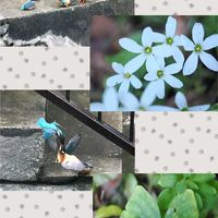 カタバミ,花散歩,OLYMPUS,ミラーレス一眼,OM SYSTEMの画像