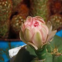 サボテン,ギムノカリキウム,ポーチュラカ ピンキー,サボテンの花,咲いた！の画像