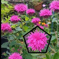 モナルダ,地植え,花のある暮らし,小さい花壇,狭い花壇の画像