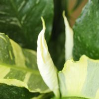 スパティフィラム,スパティフィラム・ドミノ,観葉植物,開花,成長記録の画像