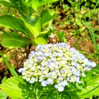 アジサイ,ウズアジサイ（オタフクアジサイ）,紫陽花 アジサイ あじさい,挿し木から成長,お花のある暮らしの画像