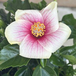 ハイビスカス　ピンク,夏の花,花が好き,モリモリにしたい,私の癒しの画像