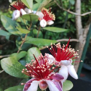 ストレプト カーパス,植中毒,フェイジョア❁,植物大好きの画像
