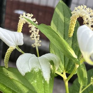 和室,玄関アプローチ,庭,その他エクステリアの画像