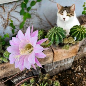 サボテン,ガーデニング,花が好き,はなのある暮らし,元気に育ててますよの画像