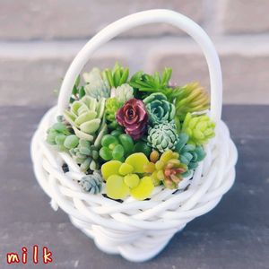セダム,ヒスパニクム,タイトゴメ,トリカラー,ドラゴンズブラッドの画像
