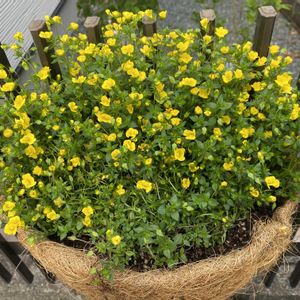 メカルドニア,メカルドニア  ゴールドダスト,多年草,ハンギングバスケット,熊本の画像