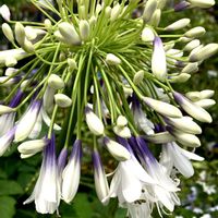 アガパンサス,ベロニカ,ユリ,セントーレア,紫陽花 アジサイ あじさいの画像
