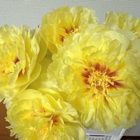 シャクヤク,シャクヤク,切り花,花のある暮らし,flower_isの画像