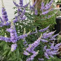 セイヨウニンジンボク,お花,花木,落葉低木,低木の画像