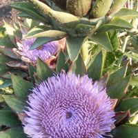 アーティチョーク,チョウセンアザミ,アザミの画像