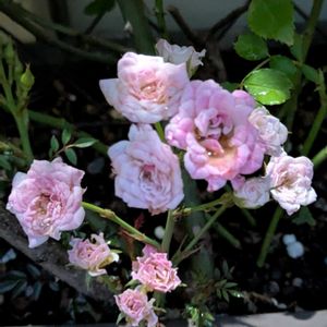 ドリフトローズ,ミ二バラ,プランター,お花のある暮らし,ばら バラ 薔薇の画像