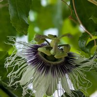 パッションフルーツ,鉢植えの花の画像