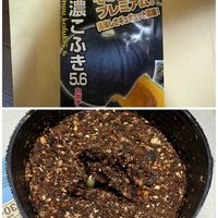 家庭菜園の画像