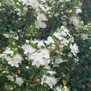 ギンバイカ,銀梅花,ギンバイカ(マートル),花のある暮らし,植中毒の画像