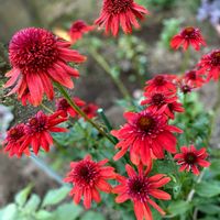 エキナセア,夏の庭,エキナセア エキセントリック,夏の花,春のお花の画像