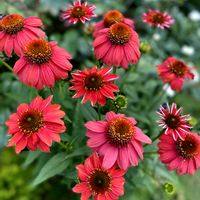 エキナセア,夏の庭,夏の花,春のお花,春の庭の画像